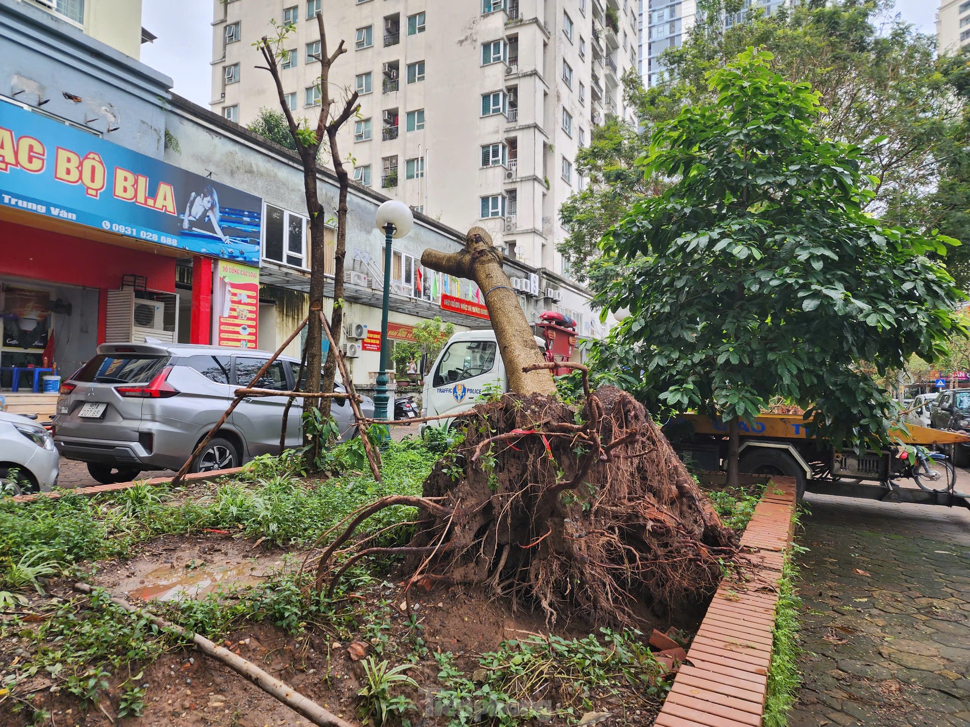 Hà Nội: Người dân khu đô thị ngỡ ngàng vì loạt cây xanh sống sót sau bão bị đốn hạ - Ảnh 1.