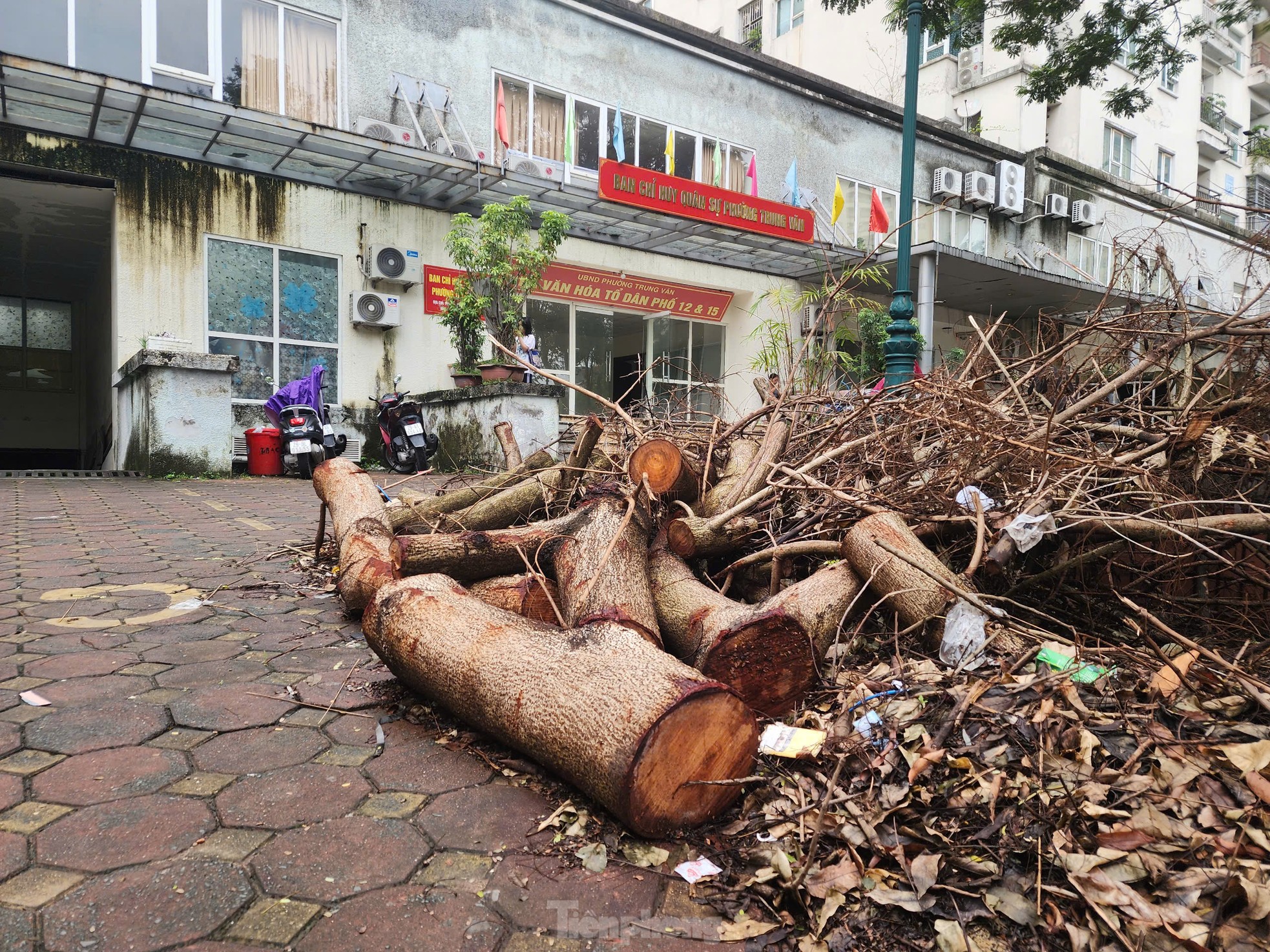 Hà Nội: Người dân khu đô thị ngỡ ngàng vì loạt cây xanh sống sót sau bão bị đốn hạ - Ảnh 2.