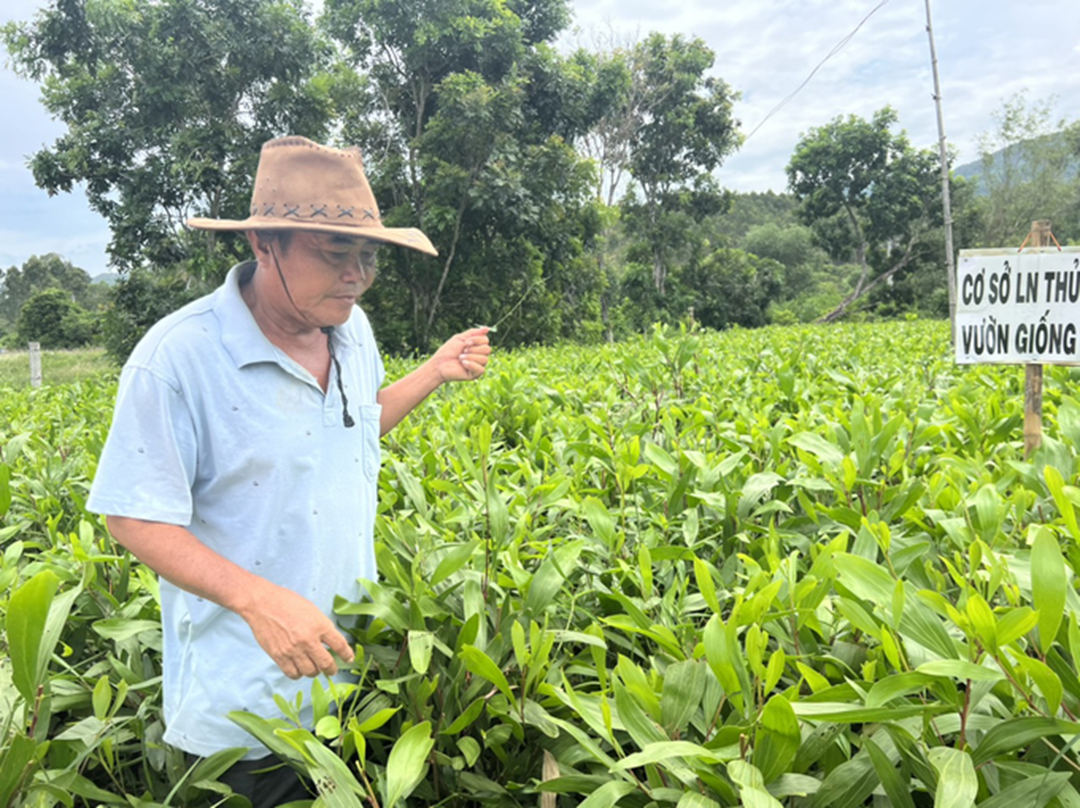 Chị nông dân trồng cây cao vút "quý như vàng", nhẹ nhàng kiếm gần 5 tỷ đồng/năm- Ảnh 5.