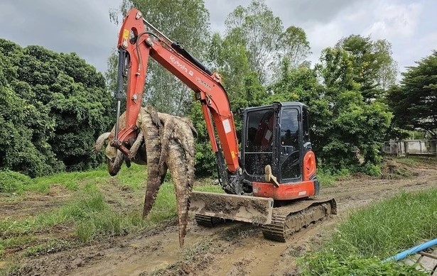 Chủ trang trại giết cả đàn cá sấu trị giá hơn 1 tỷ đồng sau bão Yagi- Ảnh 1.