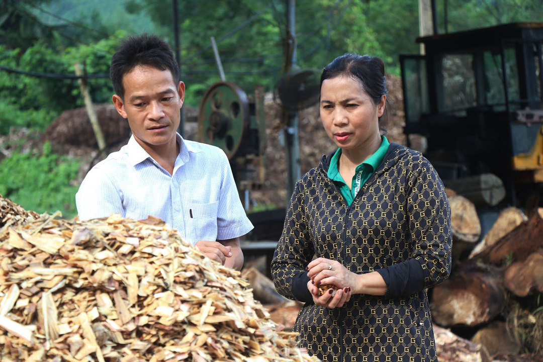 Chị nông dân trồng cây cao vút "quý như vàng", nhẹ nhàng kiếm gần 5 tỷ đồng/năm- Ảnh 1.