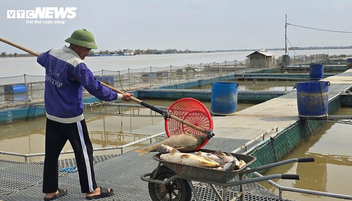 Lồng cá tiền tỷ bị bão Yagi cuốn trôi , nông dân Bắc Ninh ôm nợ - Ảnh 2.