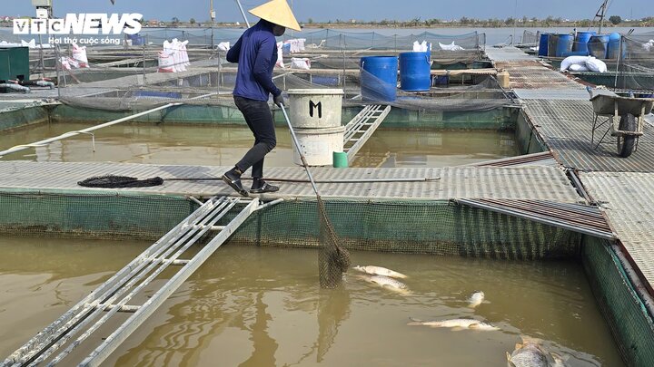 Lồng cá tiền tỷ bị bão Yagi cuốn trôi , nông dân Bắc Ninh ôm nợ - Ảnh 4.