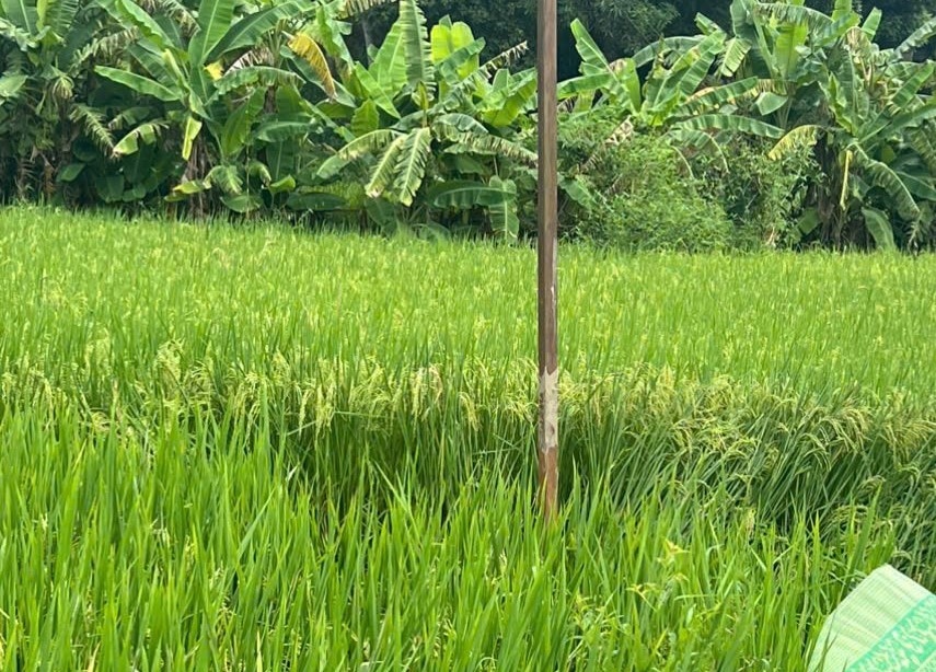 Lào Cai: 3 Người bị điện giật thương vong tại cánh đồng Nà Bay - Ảnh 1.