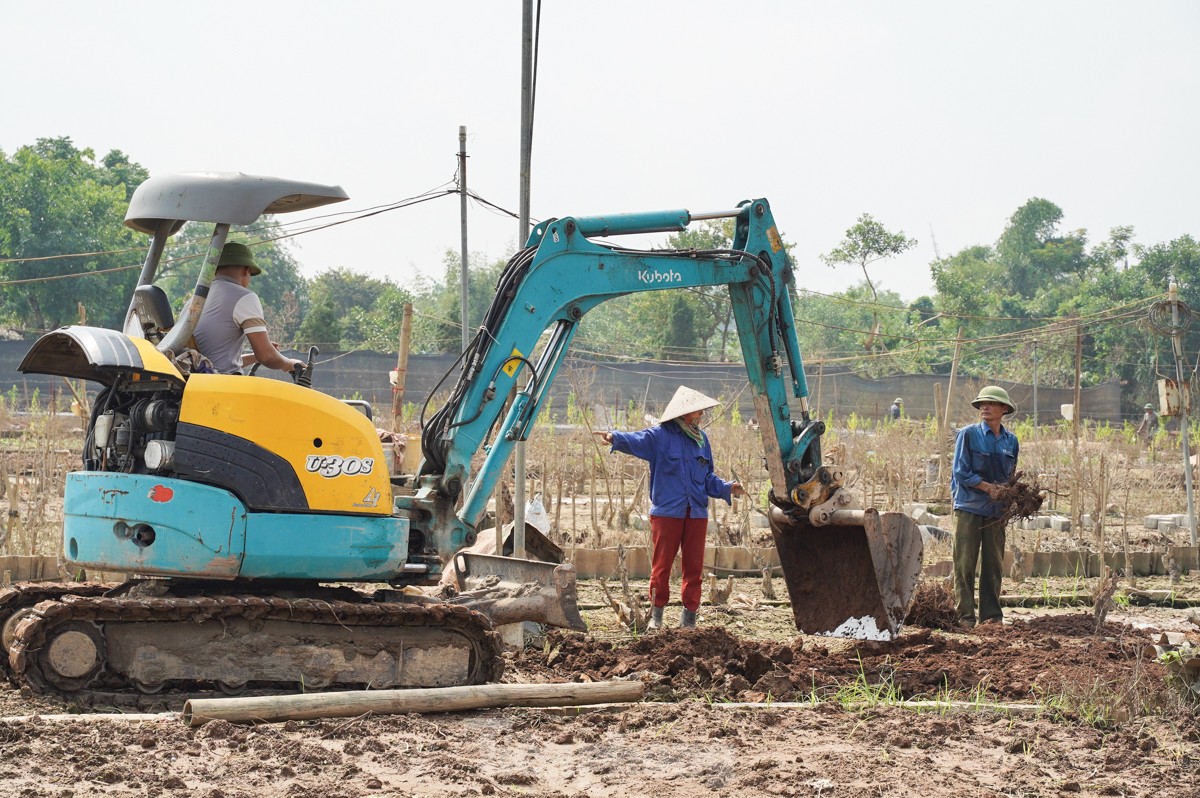 Người dân khóc nghẹn khi đốt từng gốc cây, nỗ lực 'hồi sinh' làng đào Nhật Tân sau bão lũ- Ảnh 12.