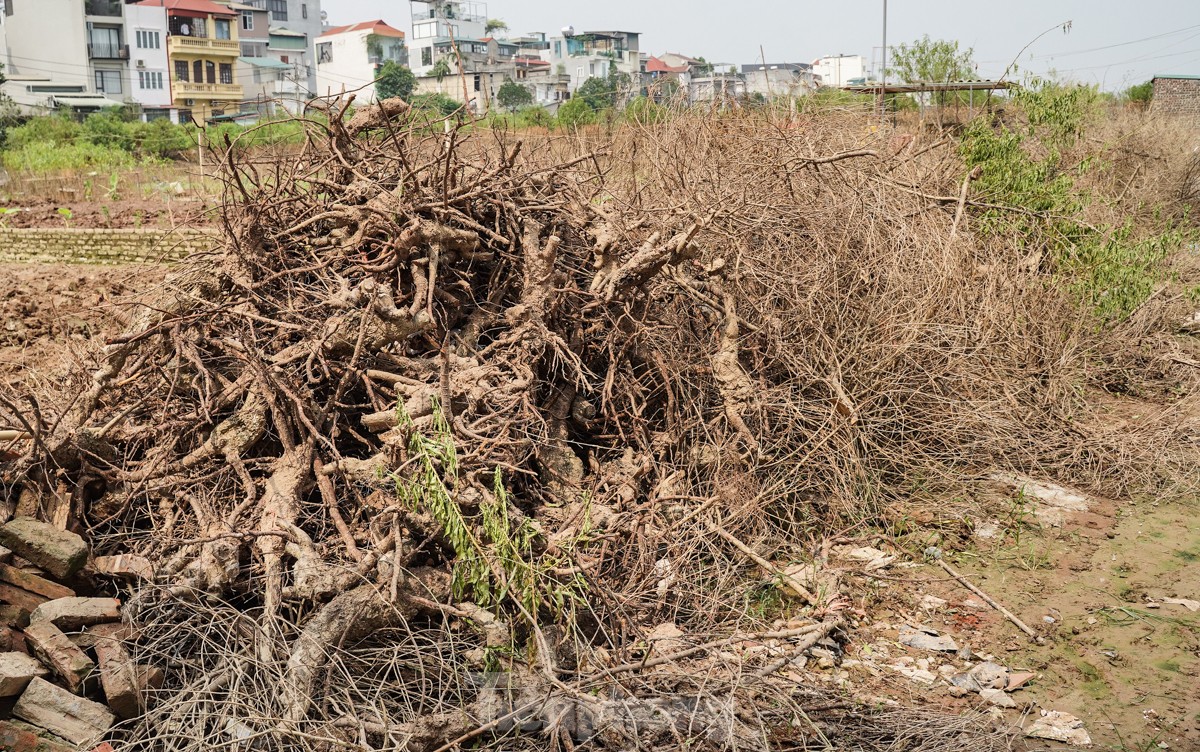 Người dân khóc nghẹn khi đốt từng gốc cây, nỗ lực 'hồi sinh' làng đào Nhật Tân sau bão lũ- Ảnh 10.