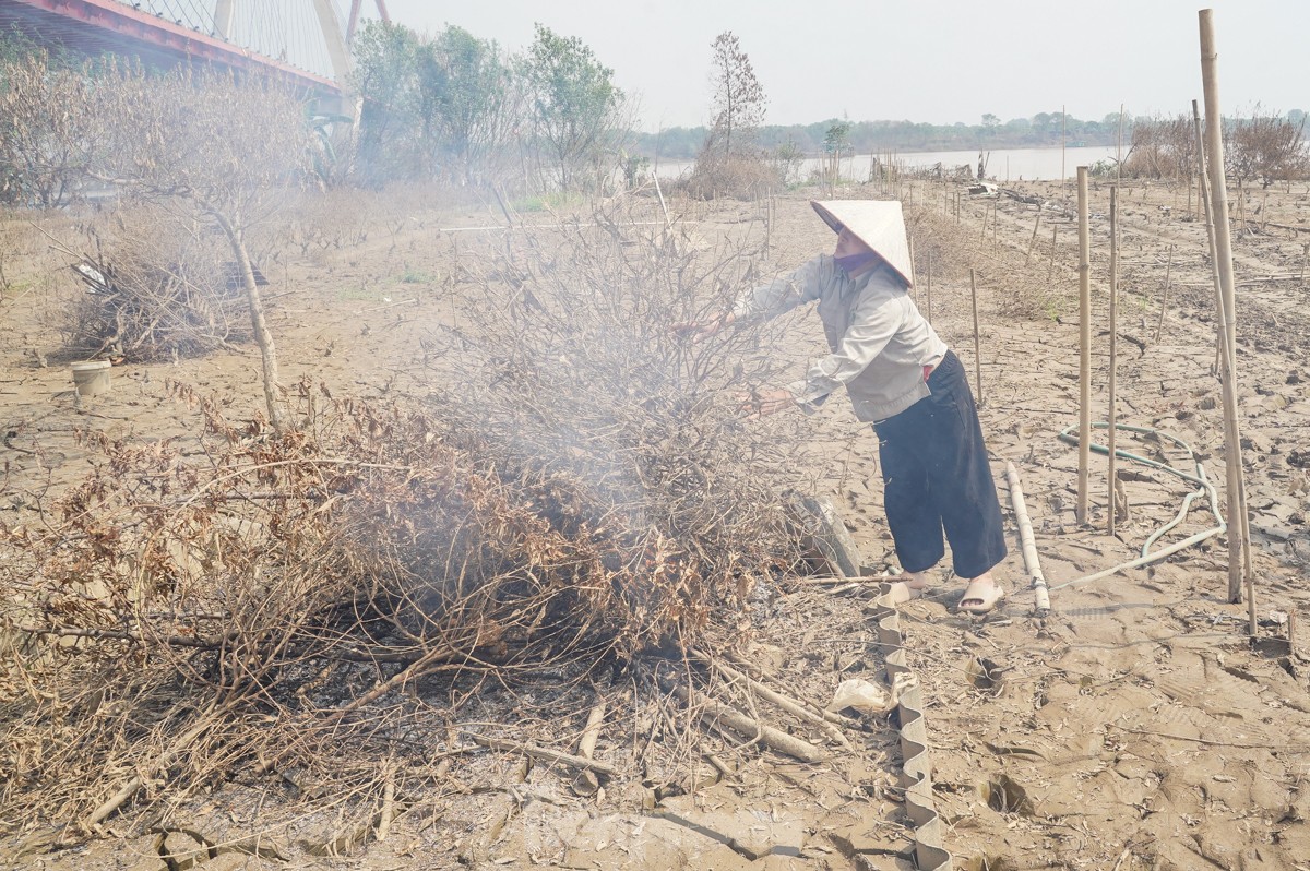 Người dân khóc nghẹn khi đốt từng gốc cây, nỗ lực 'hồi sinh' làng đào Nhật Tân sau bão lũ- Ảnh 2.