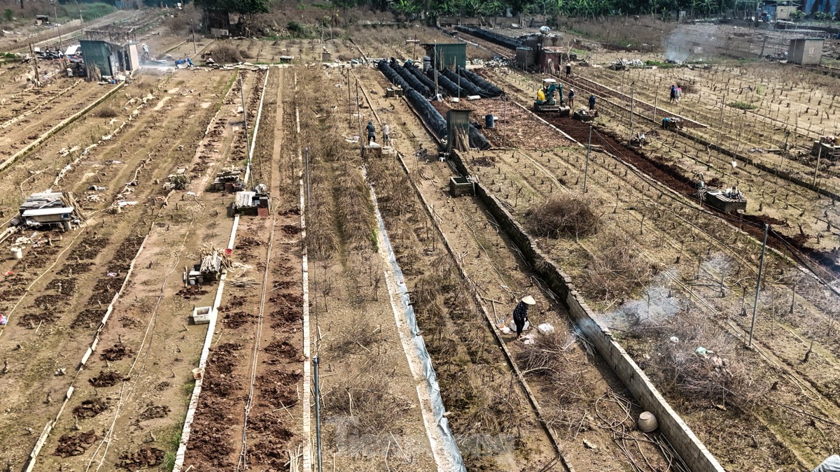 Người dân khóc nghẹn khi đốt từng gốc cây, nỗ lực 'hồi sinh' làng đào Nhật Tân sau bão lũ- Ảnh 1.