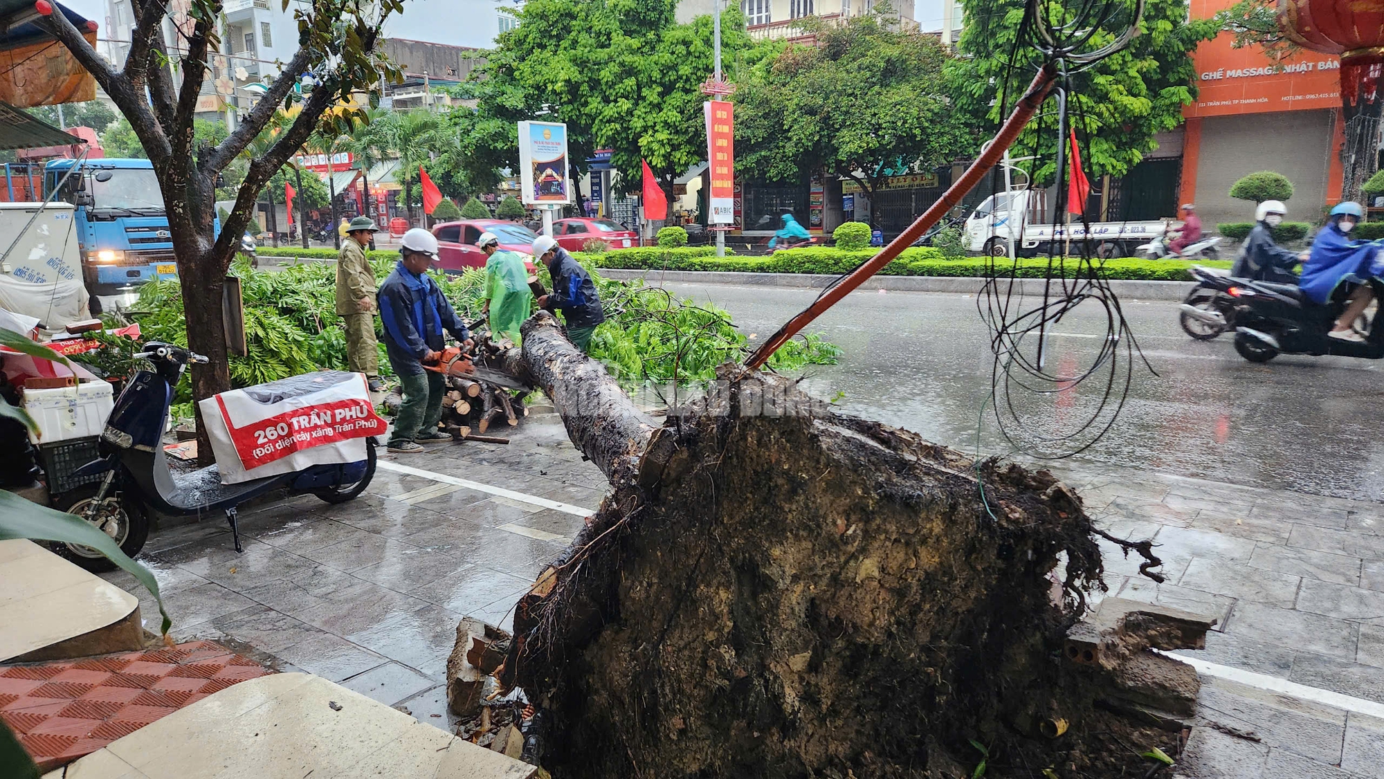 Siêu bão số 3 chưa vào, cây xanh bật gốc khắp nơi đè trúng người đi đường- Ảnh 6.