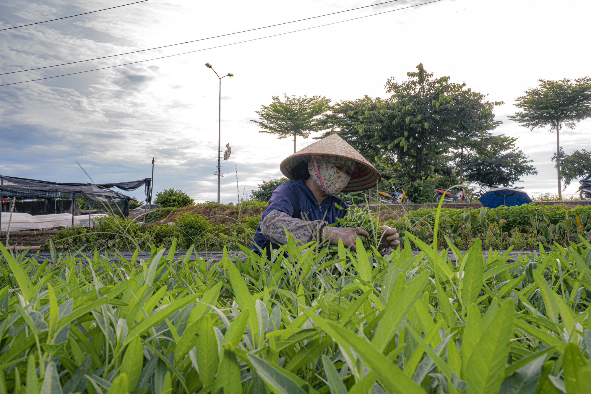 Toàn cảnh khu vực được quy hoạch làm công viên rộng gấp 4 lần vườn thú Thủ Lệ,  nằm ngay trung tâm hành chính một quận của Hà Nội- Ảnh 6.