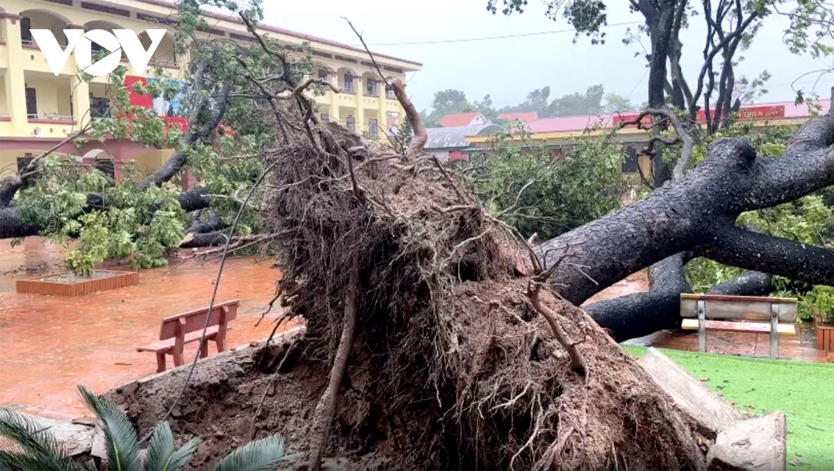 Bão số 3 Quảng Ninh: Đắm tàu ở Cô Tô , CSGT cứu người bị cây đè ở Hạ Long - Ảnh 4.