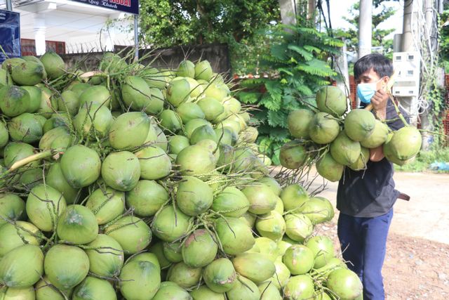 Việt Nam có loại quả mà Trung Quốc cần tới 4 tỷ quả mỗi năm, nhưng chỉ 1 sai sót này hàng sẽ bị “trả về” - Ảnh 2.