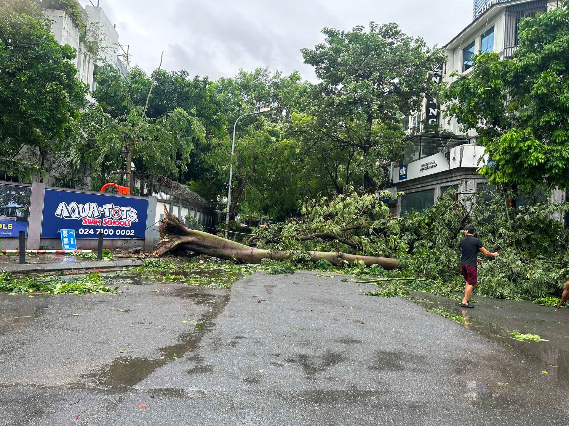 Hết sức cứu cây xanh Hà Nội sau bão Yagi: Đơn vị mua cây chăm sóc , phục hồi - Ảnh 1.