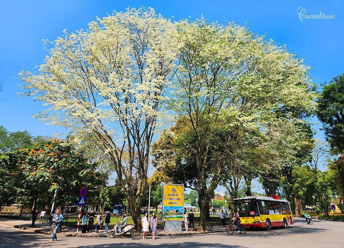 Con đường của những "nàng thơ" ở Hà Nội tan hoang sau bão Yagi - Ảnh 14.