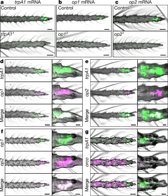 Mặc quần &aacute;o m&agrave;u g&igrave;, l&agrave;m từ loại vải n&agrave;o th&igrave; &iacute;t bị muỗi đốt nhất?- Ảnh 3.