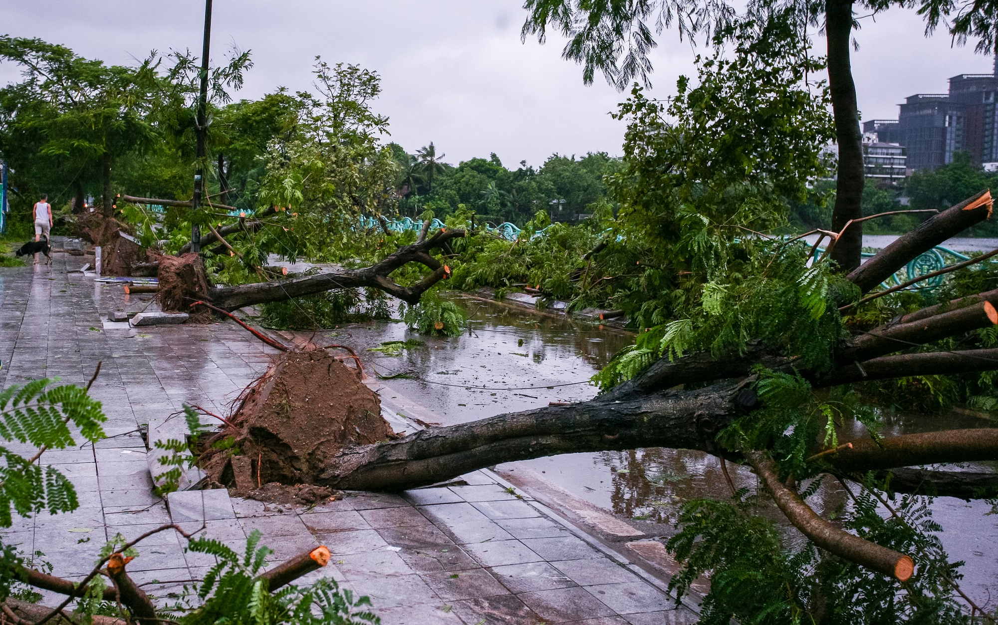 Con đường của những "nàng thơ" ở Hà Nội tan hoang sau bão Yagi - Ảnh 28.