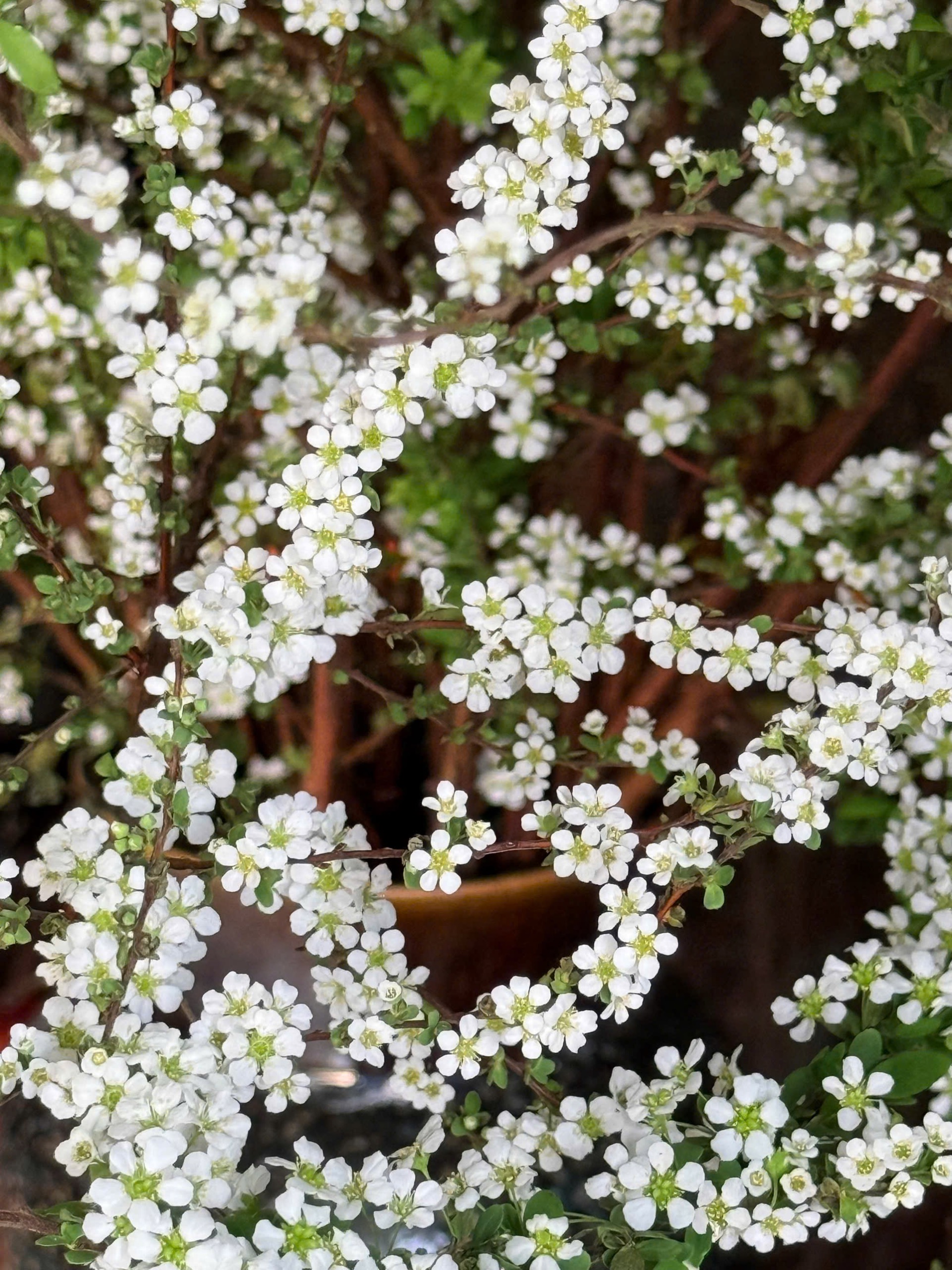 Mẹ đảm Hà Nội nhỏ vài giọt "nước lạ" vào bình tuyết mai, điều xảy ra khiến hơn 2000 người "like" ầm ầm - Ảnh 4. Mẹ đảm Hà Nội nhỏ vài giọt "nước lạ" vào bình tuyết mai, điều xảy ra khiến hơn 2000 người "like" ầm ầm - Ảnh 4.