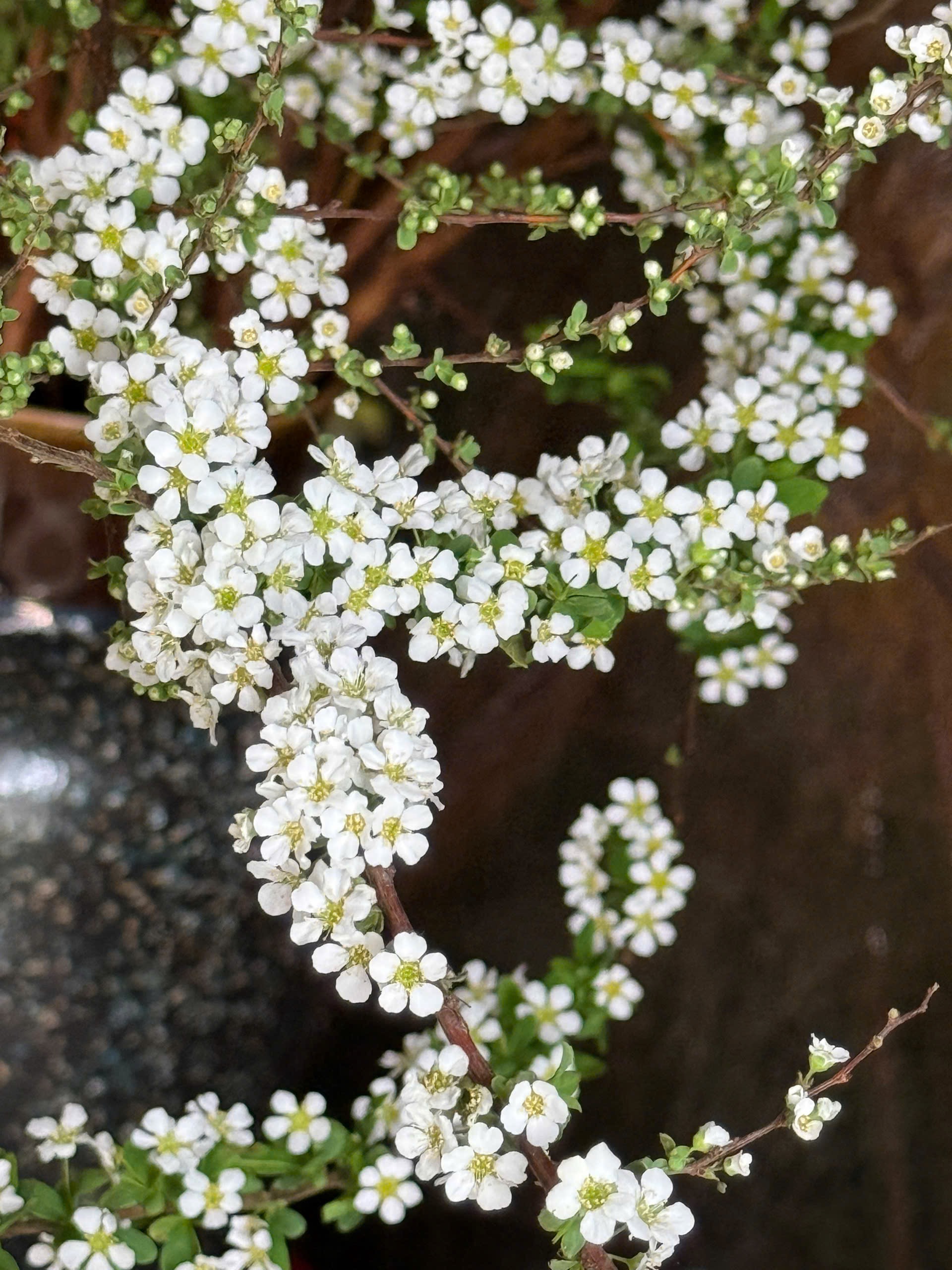 Mẹ đảm Hà Nội nhỏ vài giọt "nước lạ" vào bình tuyết mai, điều xảy ra khiến hơn 2000 người "like" ầm ầm - Ảnh 5. Mẹ đảm Hà Nội nhỏ vài giọt "nước lạ" vào bình tuyết mai, điều xảy ra khiến hơn 2000 người "like" ầm ầm - Ảnh 5.