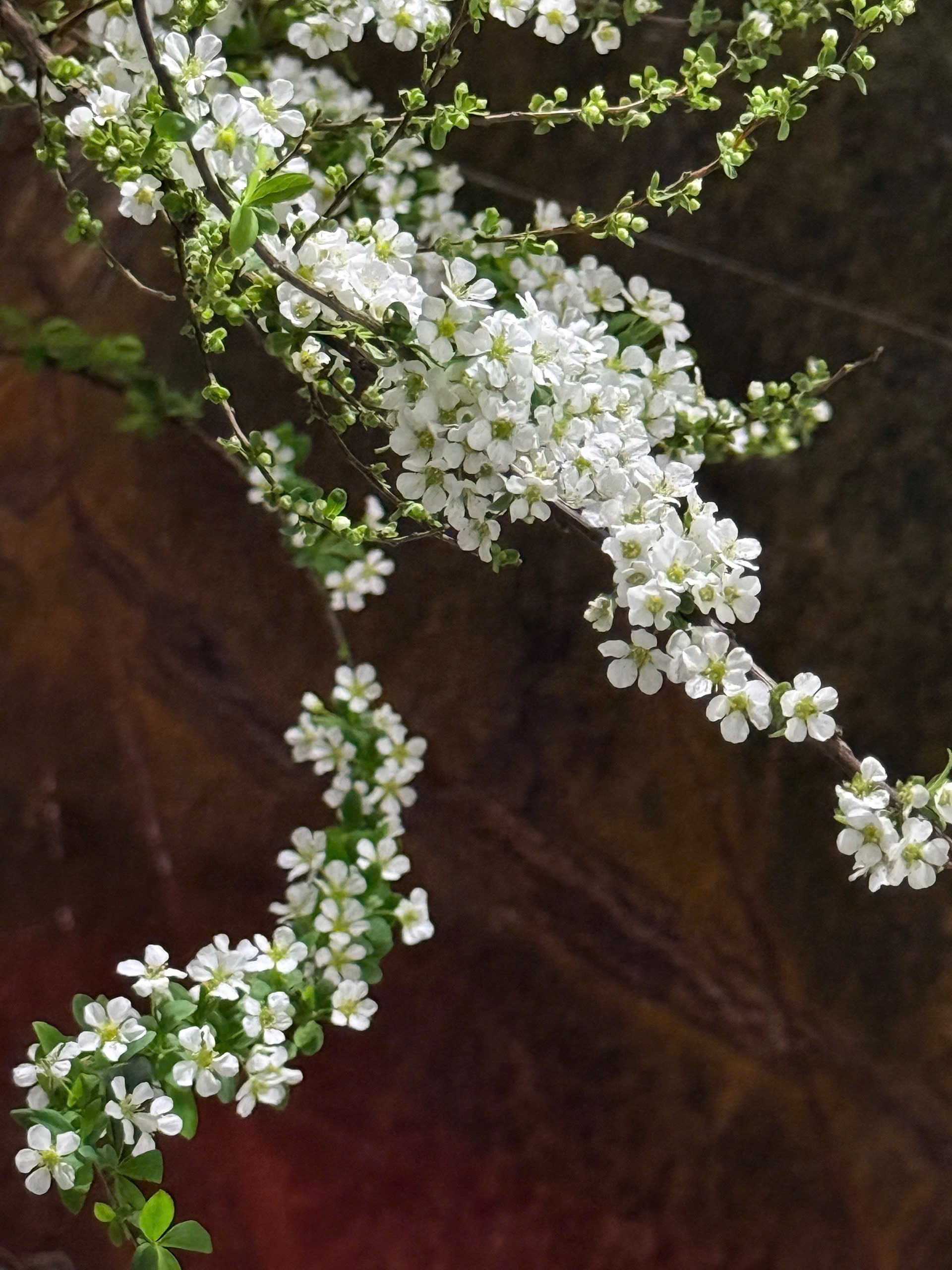 Mẹ đảm Hà Nội nhỏ vài giọt "nước lạ" vào bình tuyết mai, điều xảy ra khiến hơn 2000 người "like" ầm ầm - Ảnh 3. Mẹ đảm Hà Nội nhỏ vài giọt "nước lạ" vào bình tuyết mai, điều xảy ra khiến hơn 2000 người "like" ầm ầm - Ảnh 3.