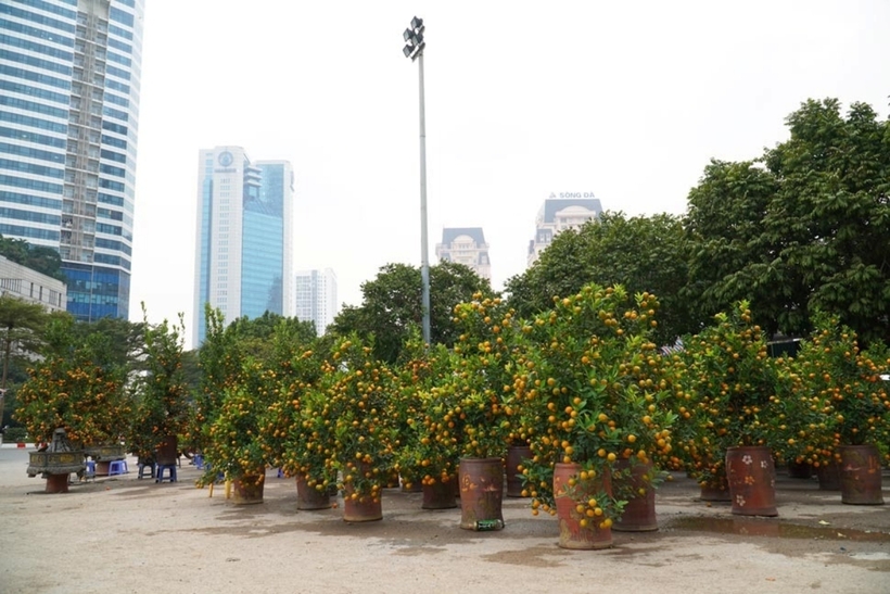 Đào quất Tết Hà Nội bày bán rực rỡ trên phố , giá cao hơn mọi năm - Ảnh 1.