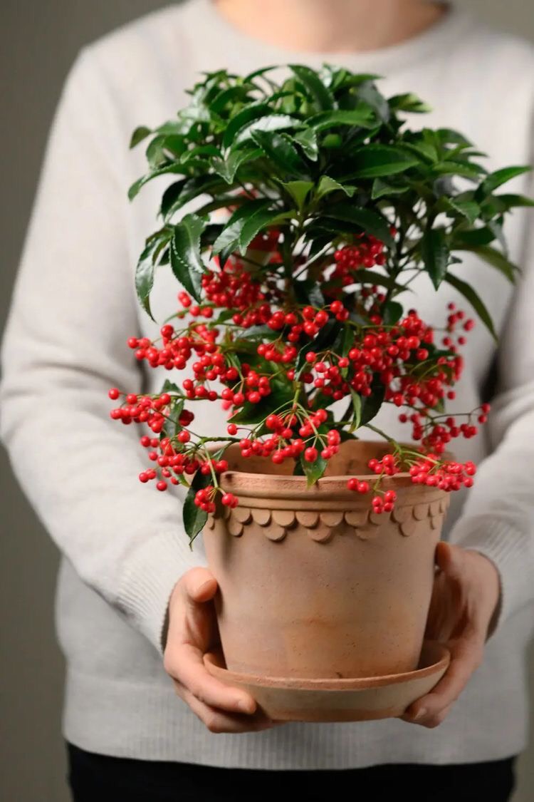 6 loại c&acirc;y đặt trong ph&ograve;ng kh&aacute;ch ng&agrave;y Tết sẽ gi&uacute;p gia đ&igrave;nh thịnh vượng, ph&uacute; qu&yacute;!- Ảnh 4.