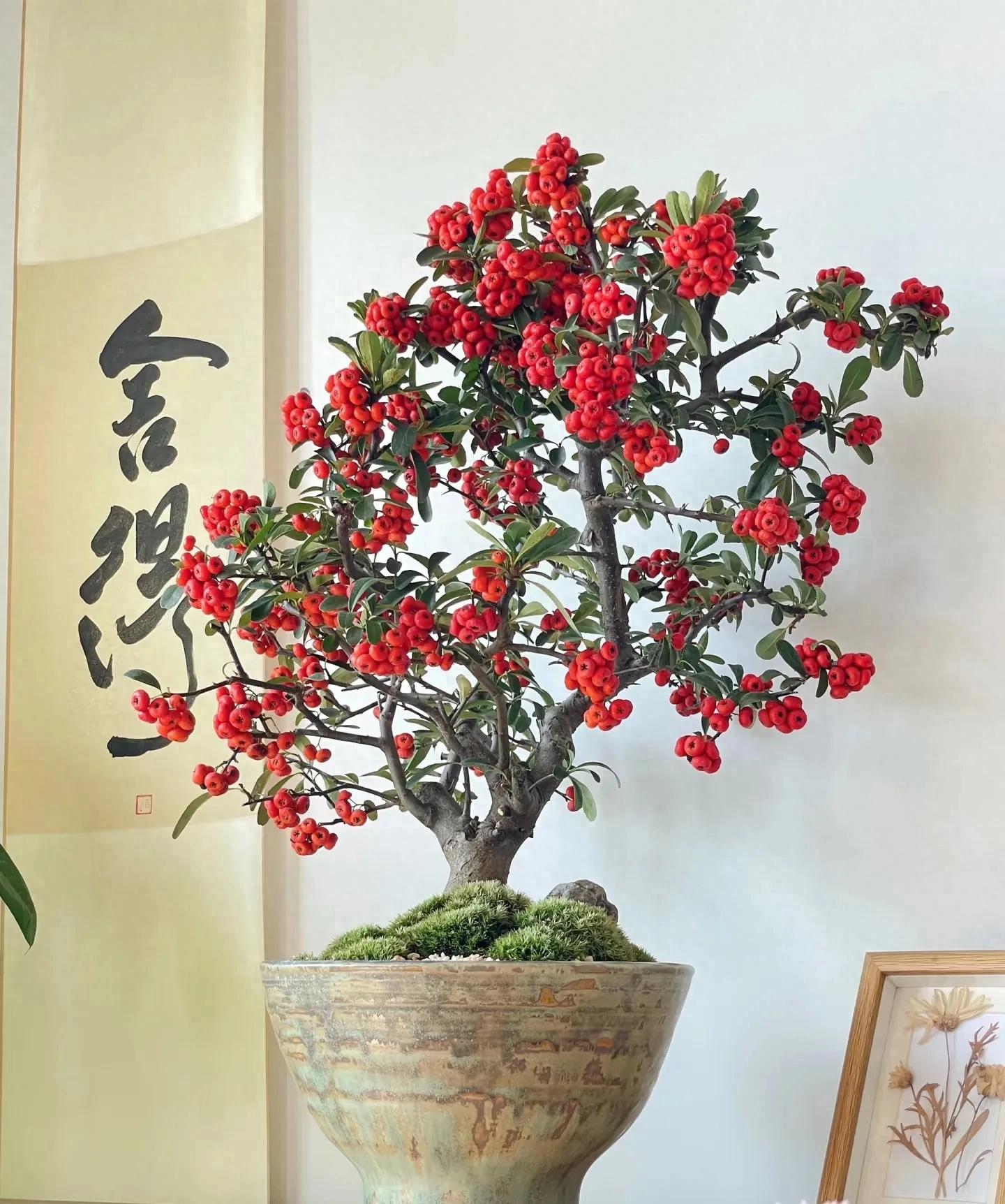 6 loại c&acirc;y đặt trong ph&ograve;ng kh&aacute;ch ng&agrave;y Tết sẽ gi&uacute;p gia đ&igrave;nh thịnh vượng, ph&uacute; qu&yacute;!- Ảnh 1.