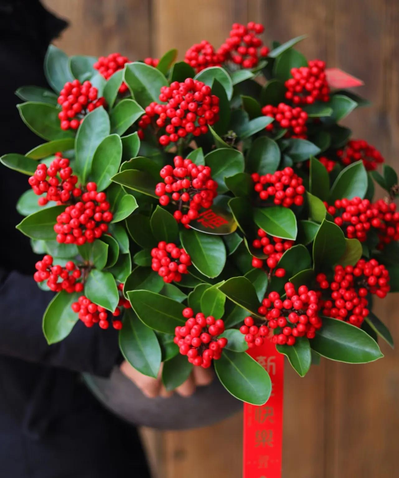 6 loại c&acirc;y đặt trong ph&ograve;ng kh&aacute;ch ng&agrave;y Tết sẽ gi&uacute;p gia đ&igrave;nh thịnh vượng, ph&uacute; qu&yacute;!- Ảnh 2.