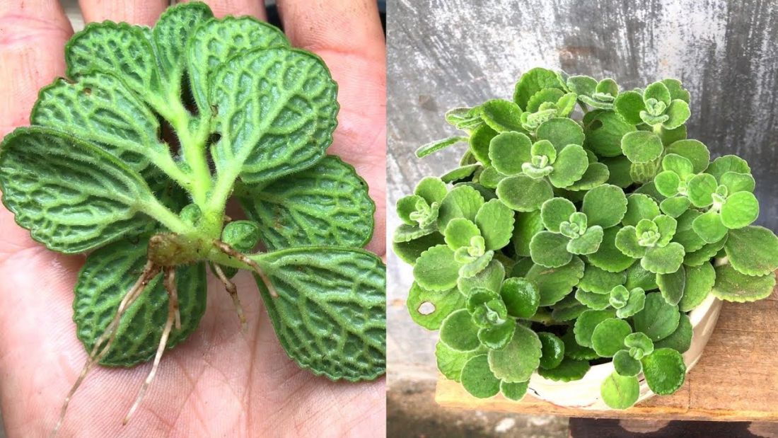 6 loại c&acirc;y đặt trong ph&ograve;ng kh&aacute;ch ng&agrave;y Tết sẽ gi&uacute;p gia đ&igrave;nh thịnh vượng, ph&uacute; qu&yacute;!- Ảnh 5.