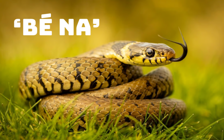 V&igrave; sao d&acirc;n mạng gọi rắn l&agrave; b&eacute; Na?- Ảnh 1.