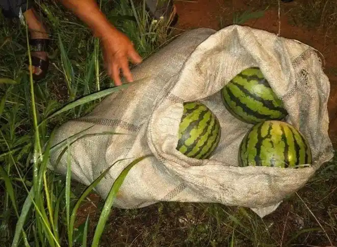 Chuyện t&igrave;nh l&atilde;ng mạn từ vụ trộm dưa hấu tuổi thơ - Ảnh 1.