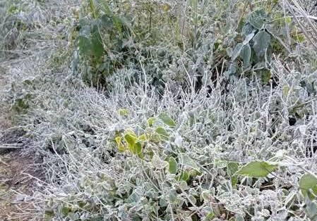 Băng giá Mường Lống giữa mùa đông: Hình ảnh đẹp như Đà Lạt thu nhỏ của Nghệ An - Ảnh 1. Băng giá Mường Lống giữa mùa đông: Hình ảnh đẹp như Đà Lạt thu nhỏ của Nghệ An - Ảnh 1.