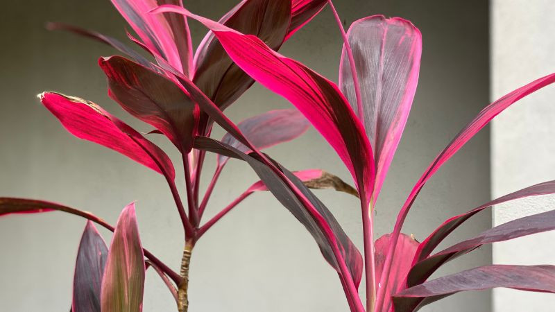 Loại cành biểu tượng cho may mắn, tài lộc, giá rẻ và cắm siêu bền này KHÔNG THỂ THIẾU trong nhà ngày Tết!- Ảnh 2. Loại cành biểu tượng cho may mắn, tài lộc, giá rẻ và cắm siêu bền này KHÔNG THỂ THIẾU trong nhà ngày Tết!- Ảnh 2.