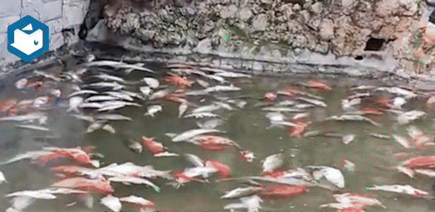 Đàn cá Koi hàng trăm con chết trắng gây chấn động công viên Gia Lăng Trùng Khánh - Ảnh 2.