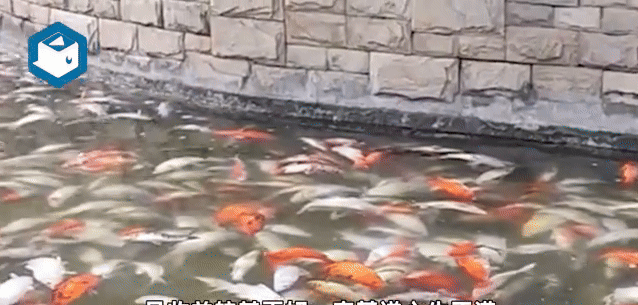 Đàn cá Koi hàng trăm con chết trắng gây chấn động công viên Gia Lăng Trùng Khánh - Ảnh 1.