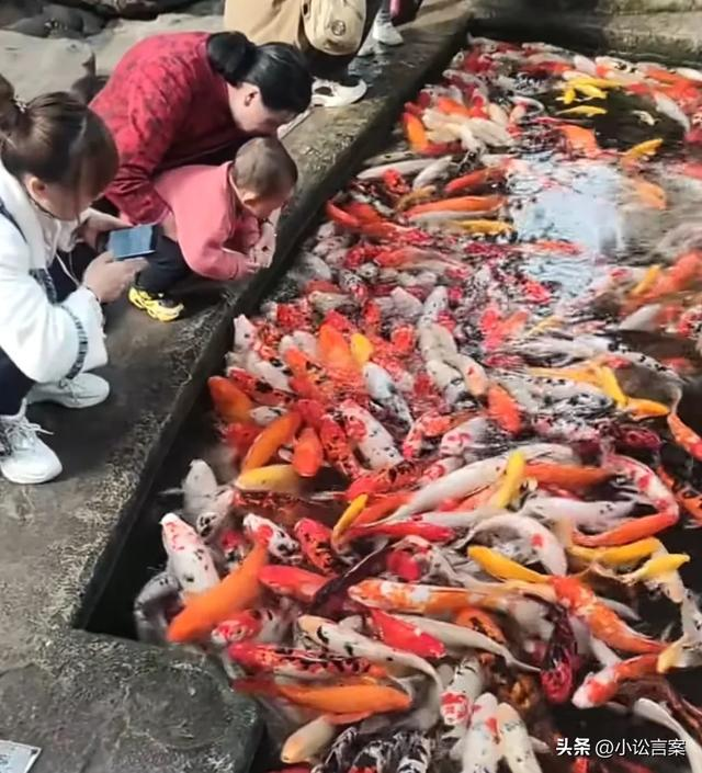 Đàn cá Koi hàng trăm con chết trắng gây chấn động công viên Gia Lăng Trùng Khánh - Ảnh 3.