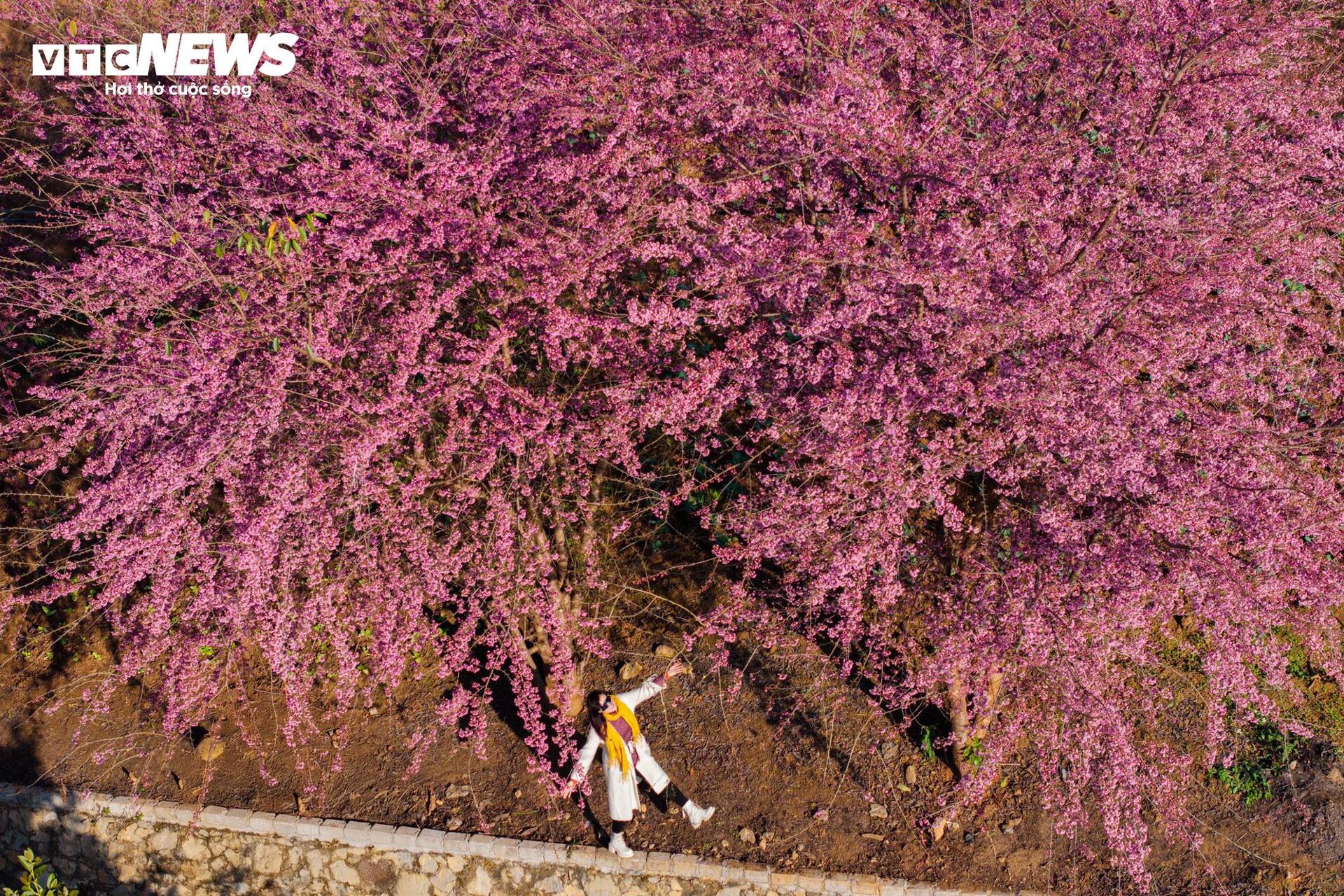 Mộc Châu rực rỡ sắc hoa mai anh đào đón Tết Nguyên đán - Ảnh 1.