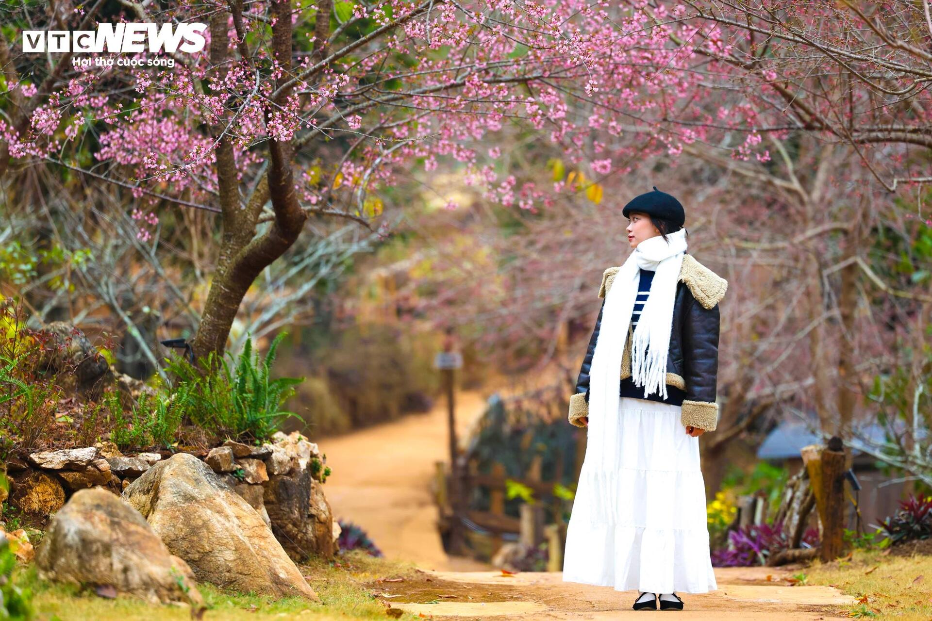 Mộc Châu rực rỡ sắc hoa mai anh đào đón Tết Nguyên đán - Ảnh 8.