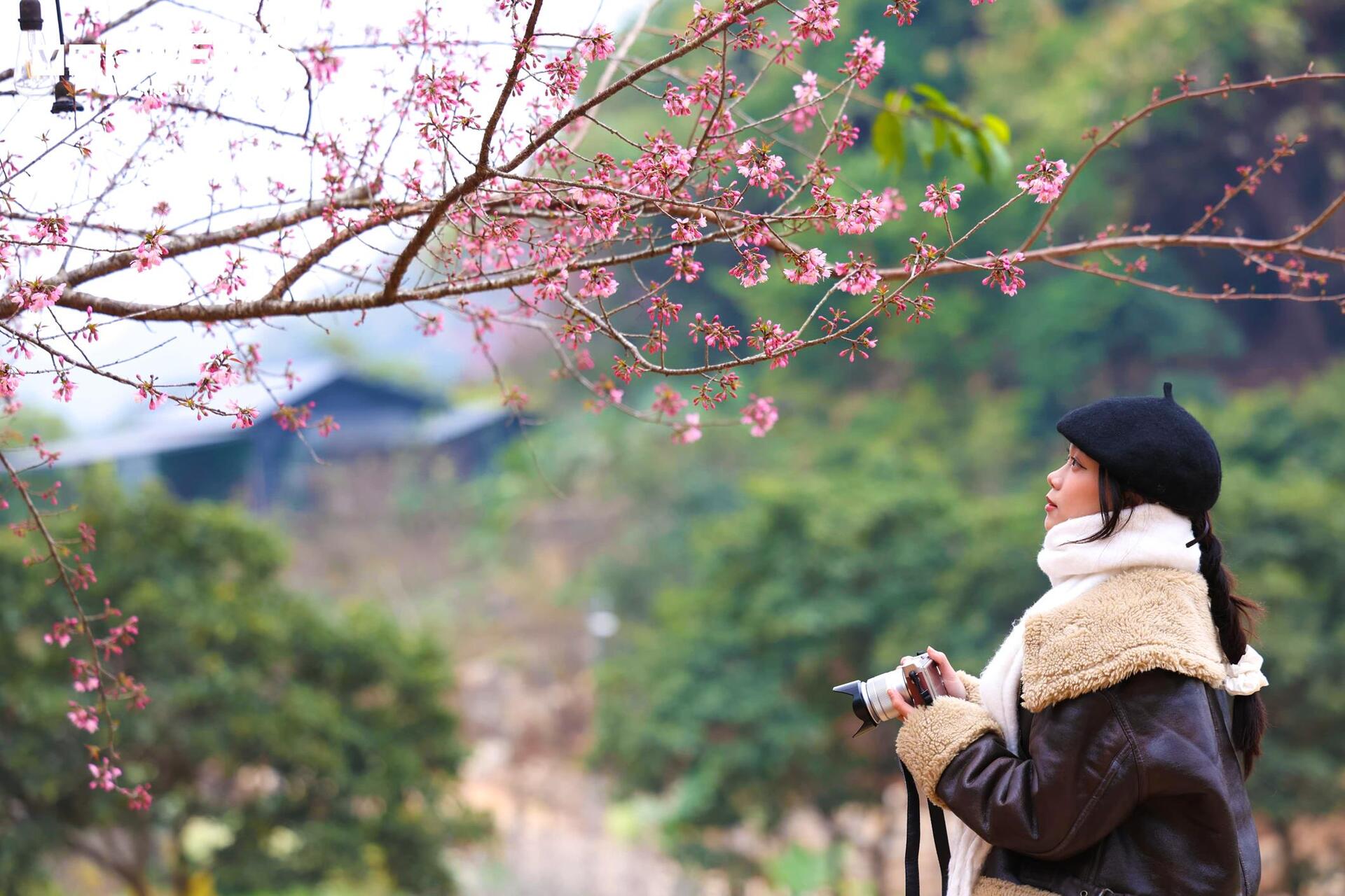 Mộc Châu rực rỡ sắc hoa mai anh đào đón Tết Nguyên đán - Ảnh 11.