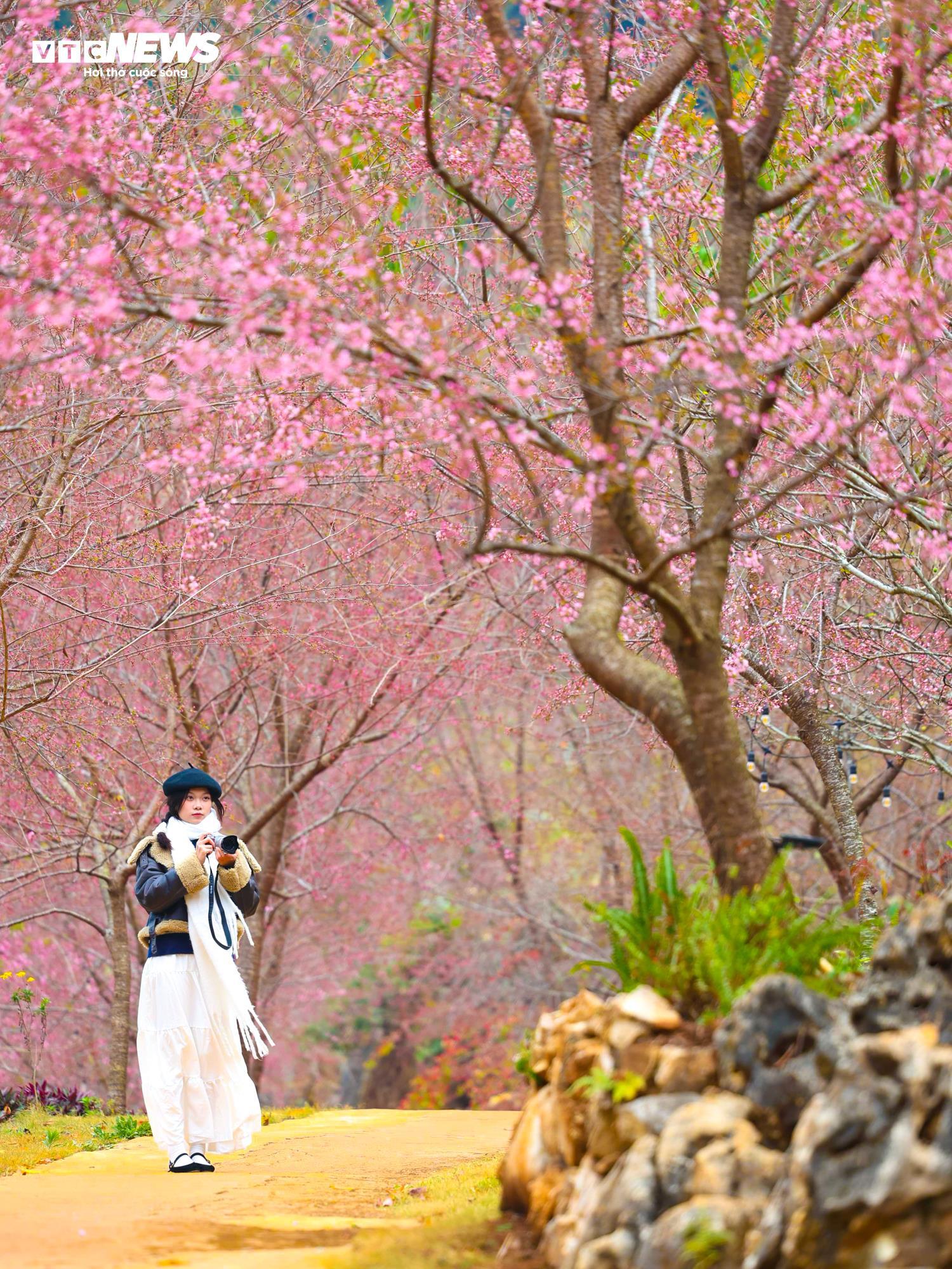 Mộc Châu rực rỡ sắc hoa mai anh đào đón Tết Nguyên đán - Ảnh 10.