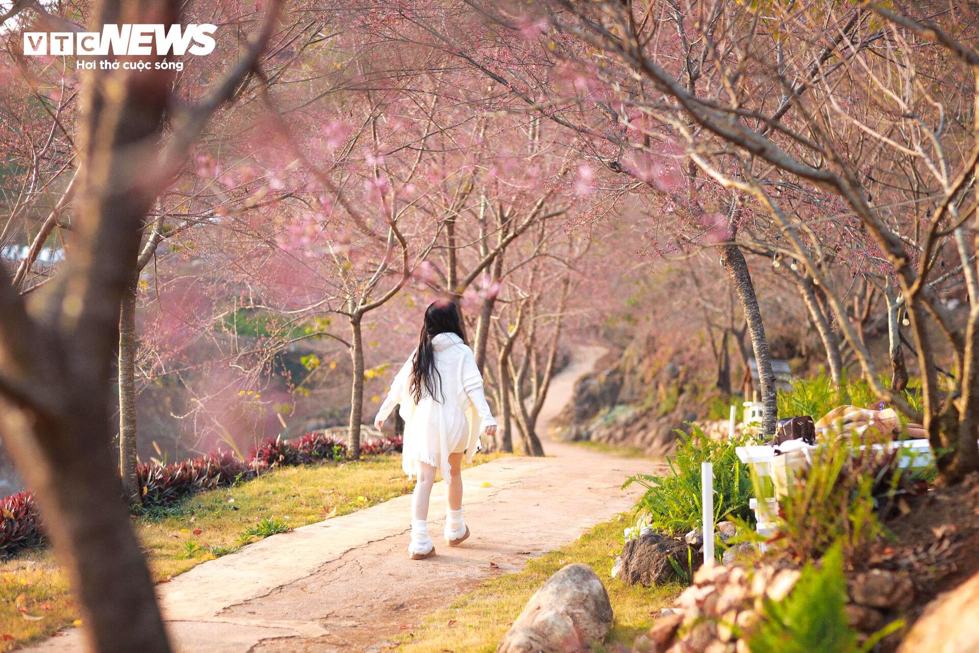 Mộc Châu rực rỡ sắc hoa mai anh đào đón Tết Nguyên đán - Ảnh 12.