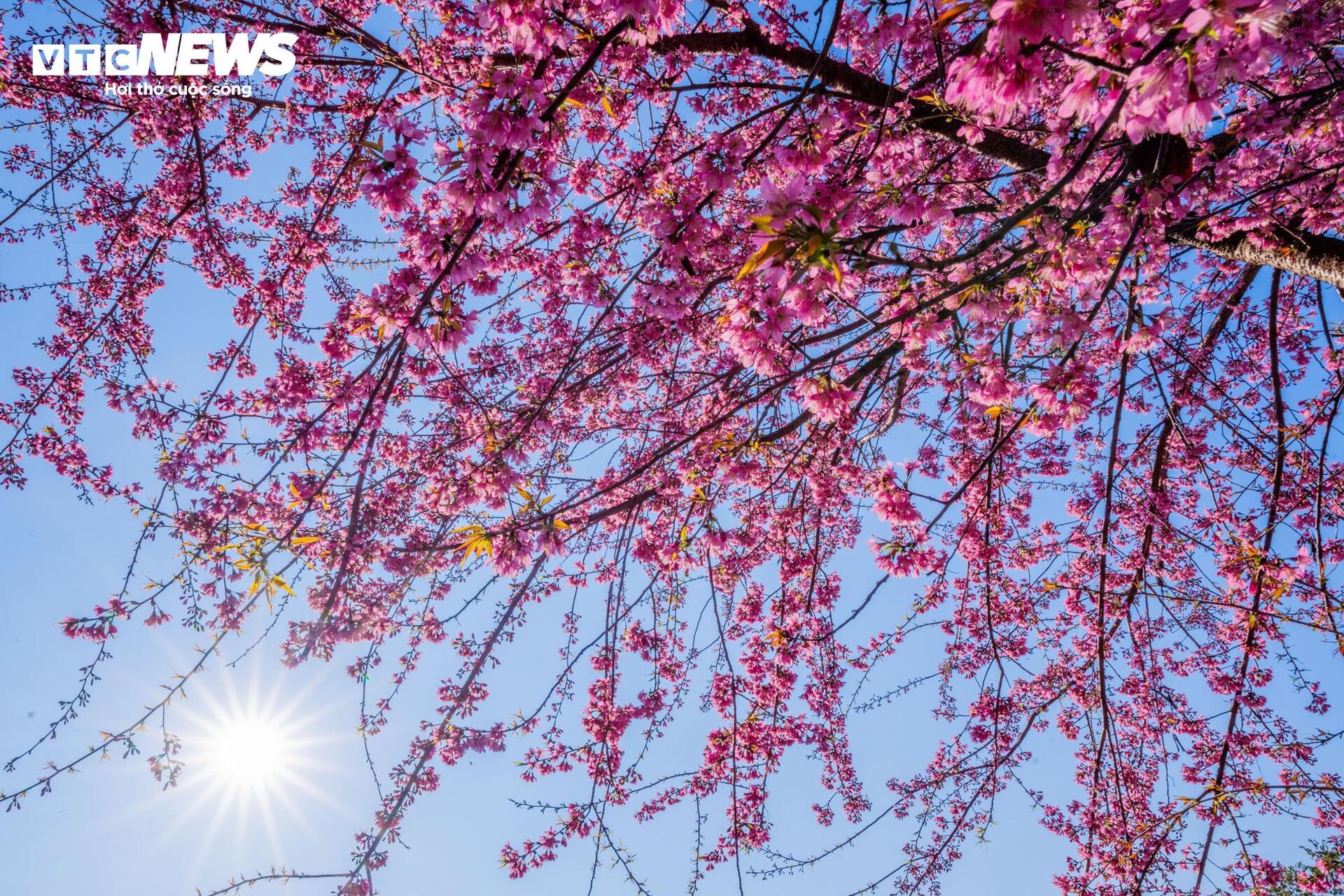 Mộc Châu rực rỡ sắc hoa mai anh đào đón Tết Nguyên đán - Ảnh 2.