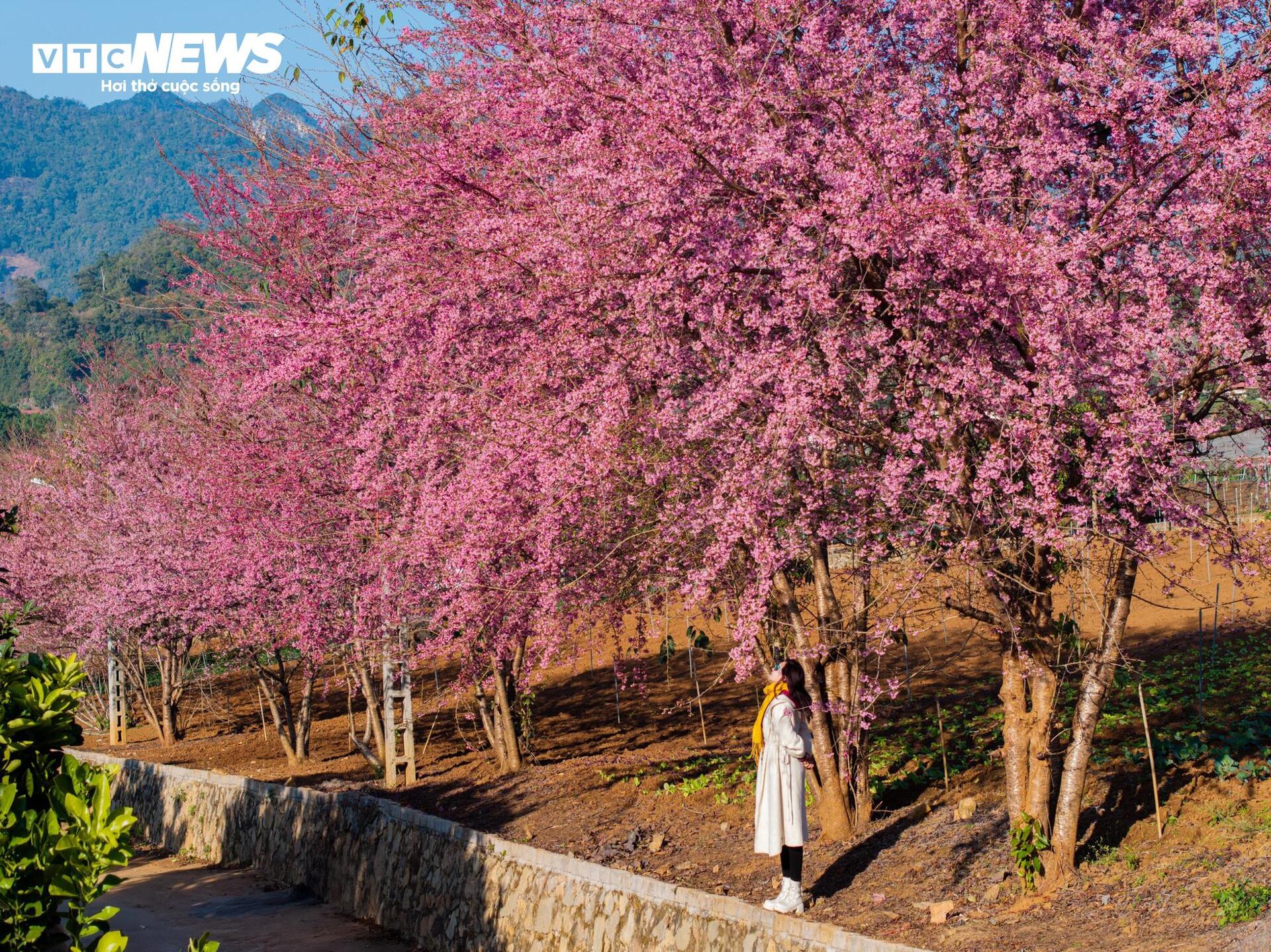 Mộc Châu rực rỡ sắc hoa mai anh đào đón Tết Nguyên đán - Ảnh 5.