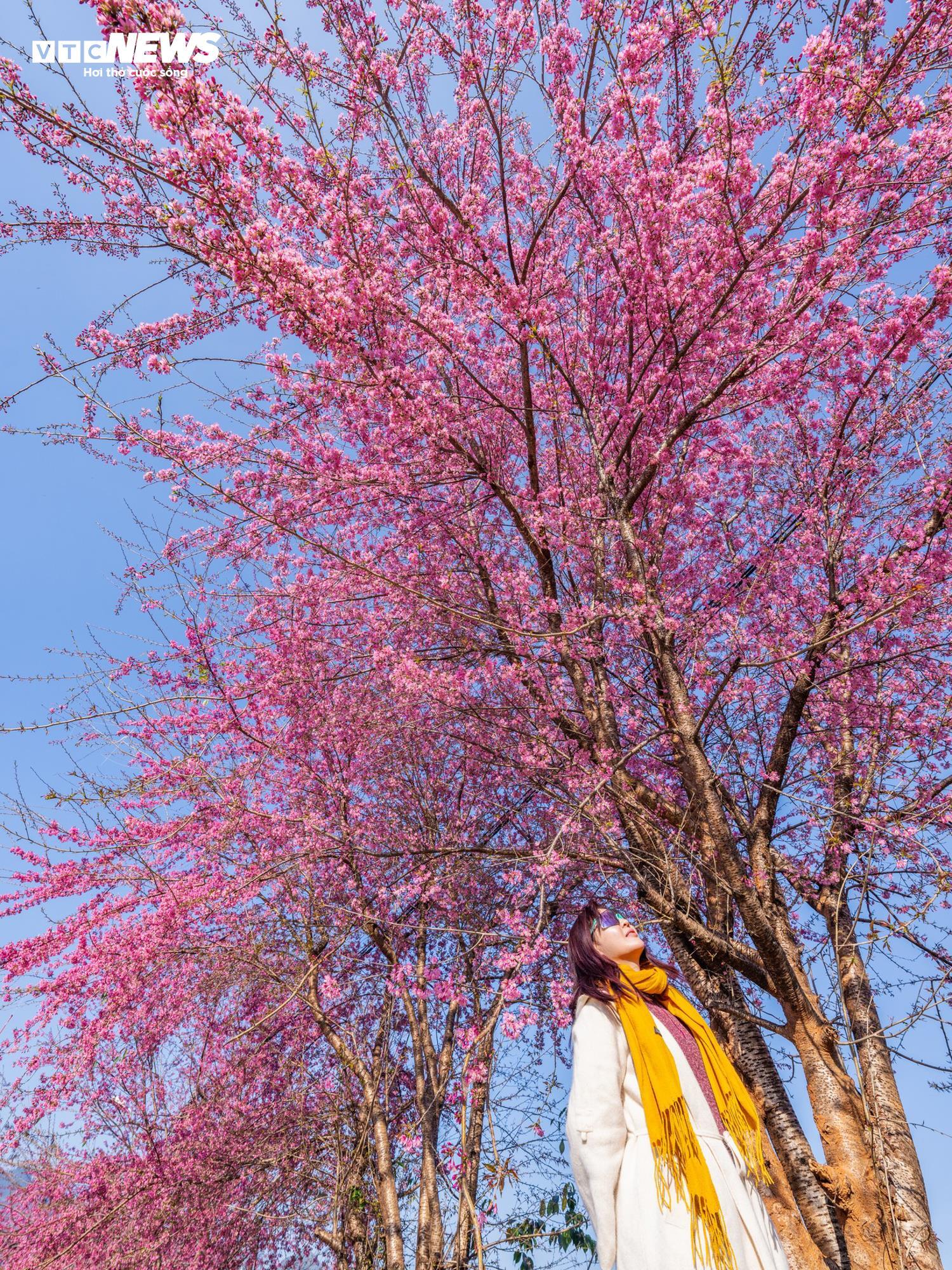 Mộc Châu rực rỡ sắc hoa mai anh đào đón Tết Nguyên đán - Ảnh 6.