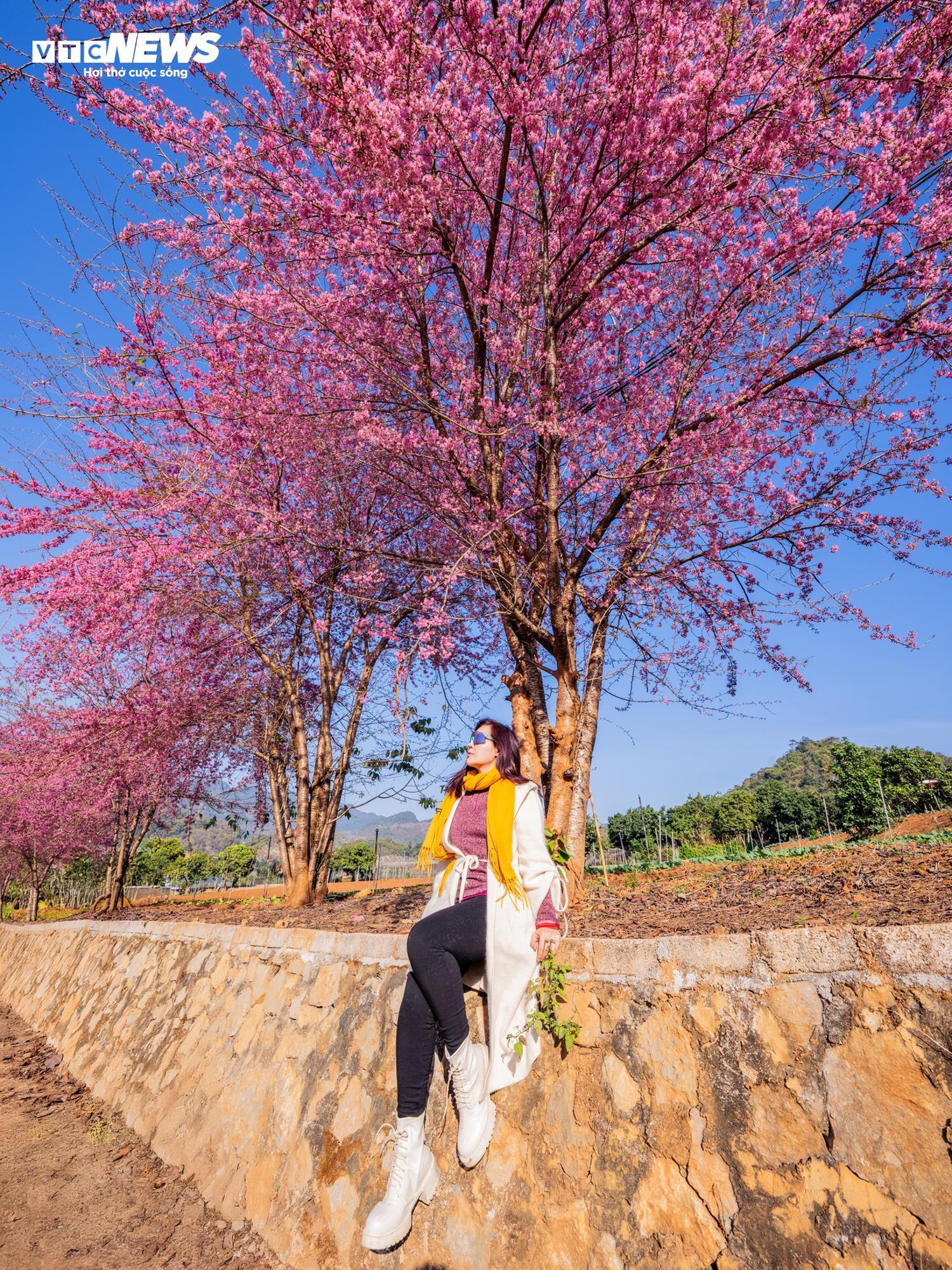 Mộc Châu rực rỡ sắc hoa mai anh đào đón Tết Nguyên đán - Ảnh 7.