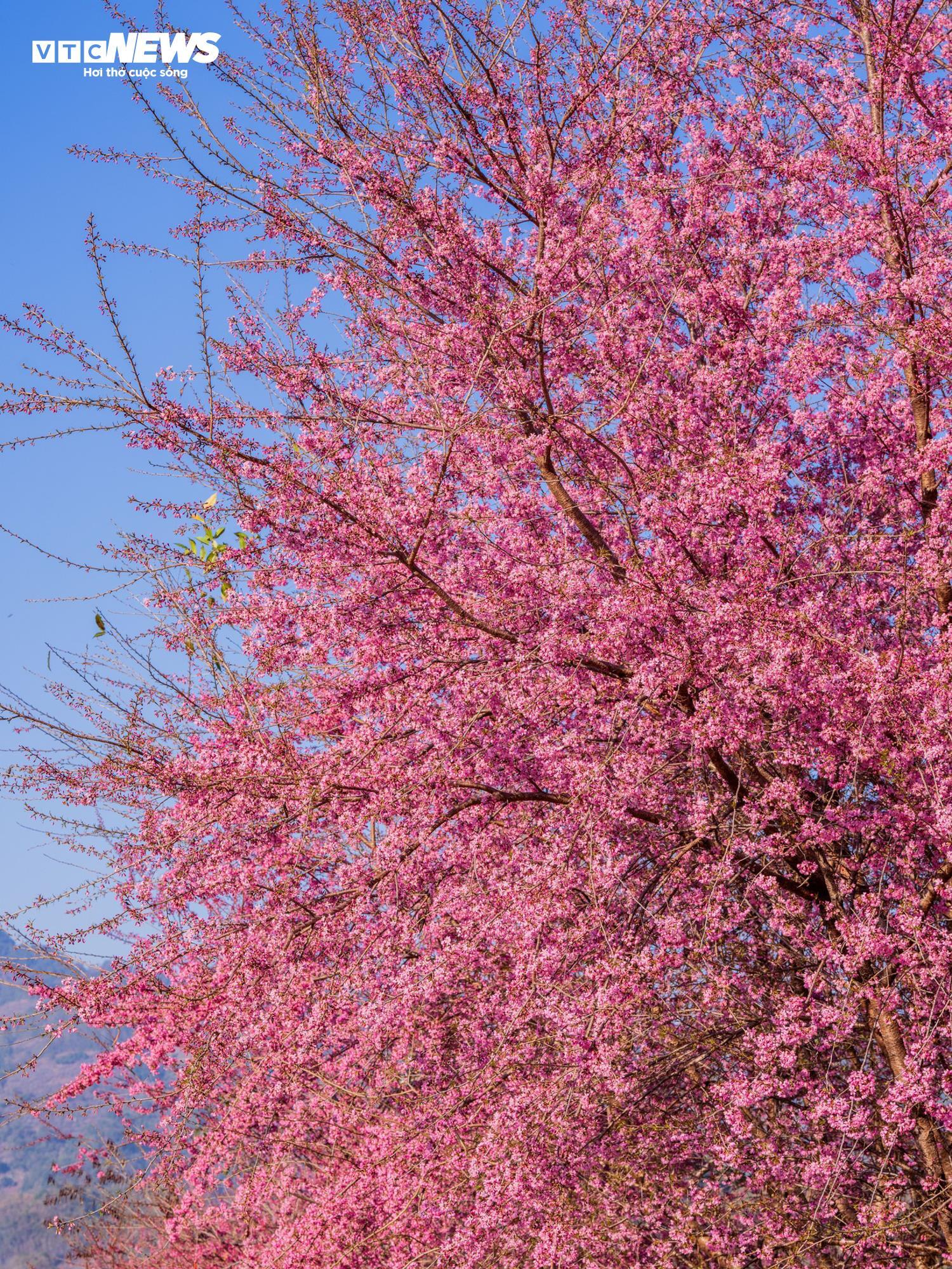 Mộc Châu rực rỡ sắc hoa mai anh đào đón Tết Nguyên đán - Ảnh 3.