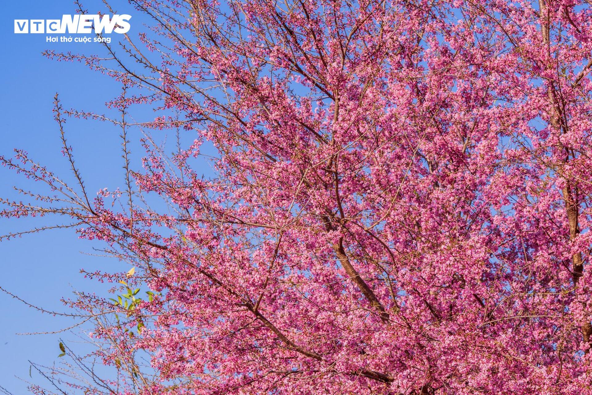 Mộc Châu rực rỡ sắc hoa mai anh đào đón Tết Nguyên đán - Ảnh 4.