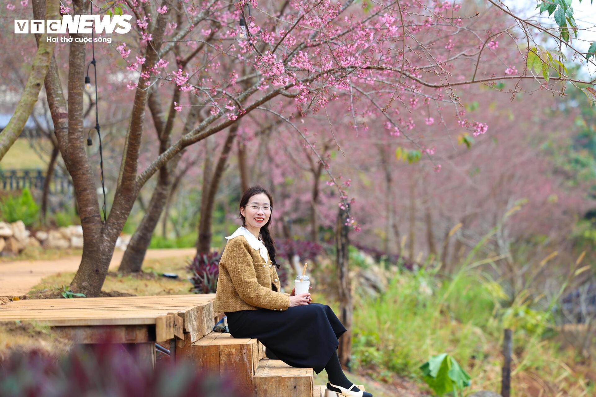 Mộc Châu rực rỡ sắc hoa mai anh đào đón Tết Nguyên đán - Ảnh 9.