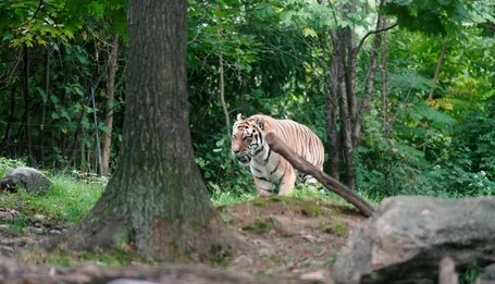 Đang chặt tre trong rừng, người đàn ông 57 tuổi bị hổ dữ vồ tử vong - Ảnh 1.