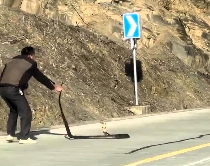 Tài xế ô tô "ẩu đả" với rắn hổ mang giữa đường và cái kết - Ảnh 1.