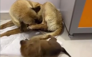 Chuyện lạ c&oacute; thật: Ch&oacute; mẹ mang con đến ph&ograve;ng kh&aacute;m để cầu cứu